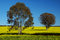 Free Trees On Canola Field Stock Photography - 3162722