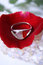 Free Ring On A Petal Stock Image - 3163321