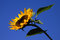Free Vibrant Sunflower Stock Photography - 3169782