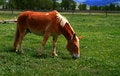 Free Government Horses Stock Images - 3172874