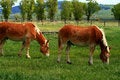 Free Government Horses Royalty Free Stock Photos - 3173148