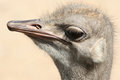 Free Ostrich Head With Expression Royalty Free Stock Image - 3173996