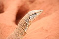 Free Goanna Portrait Stock Image - 3174041