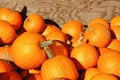 Free Pumpkins Galore Royalty Free Stock Images - 3174589