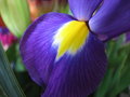 Free Petal Royalty Free Stock Photography - 3177237