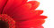 Free Flower Background Stock Image - 3172091