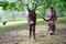 Free Baby Donkey With Mother Stock Photo - 3173320