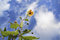 Free Yellow Flower Stock Photography - 3178052