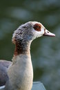 Free Duck In Belgium Royalty Free Stock Photos - 3183448