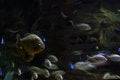 Free Fish Blur Royalty Free Stock Photo - 3186725