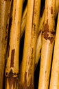 Free Dried Bamboo Background Royalty Free Stock Photos - 3187858