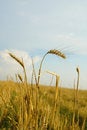 Free Golden Field Royalty Free Stock Photo - 3188775