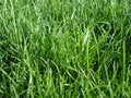 Free Watching Grass Grow Royalty Free Stock Photos - 3189718