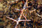 Free Thorn Stock Photo - 3182420