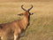 Free Hartebeest Royalty Free Stock Photography - 3184747