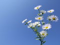 Free Nice White Flowers Royalty Free Stock Images - 3190919