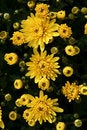 Free Yellow Flowers Royalty Free Stock Image - 3191276