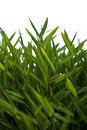 Free Room-Bamboo Royalty Free Stock Images - 3192519