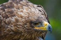 Free Steppe Eagle Stock Image - 3197831