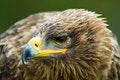 Free Steppe Eagle Stock Photography - 3197832