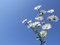 Free Nice White Flowers Royalty Free Stock Images - 3190919