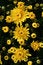 Free Yellow Flowers Royalty Free Stock Image - 3191276