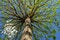Free Spring Time Showing Green Leav Royalty Free Stock Images - 3196479
