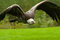 Free Vulture In Flight Stock Photography - 3197892