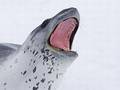 Free Predator Stock Photography - 320952