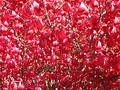 Free Red Shrub Royalty Free Stock Photo - 321595