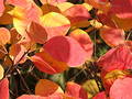 Free Leaf Macro Stock Photo - 321600