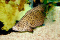 Free Brown With Black Spots Fish3 Stock Image - 322521