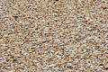 Free Sea Shells Stock Images - 324854