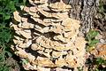Free Wood Mushroom Stock Image - 325071