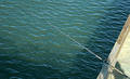 Free Fishing Pole Royalty Free Stock Photography - 325707