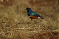 Free Superb Starling Royalty Free Stock Photo - 329925