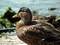 Free Duck Stock Photo - 323600