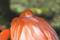 Free Peek A Boo Royalty Free Stock Image - 323946