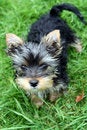 Free 3 Months Old Yorkshire Royalty Free Stock Photos - 3201108