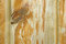 Free Wood Texture Royalty Free Stock Photos - 3200378