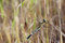 Free Dragonfly Stock Photo - 3203300