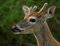 Free Young Buck At First Light Stock Photography - 3208222