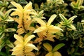 Free Plant Stock Image - 3214631