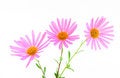 Free Three Magenta Gerbera Daisies Stock Image - 3215811