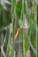 Free Dragonfly Royalty Free Stock Image - 3210386