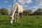 Free Gray Horse Royalty Free Stock Images - 3211639