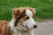Free Blue Merle Sheep Dog Royalty Free Stock Image - 3213686