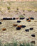 Free Grazing Cattle Stock Photo - 3216090