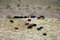 Free Grazing Cows Stock Image - 3216111