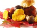 Free Mushrooms On Color Leaves Stock Photo - 3221960